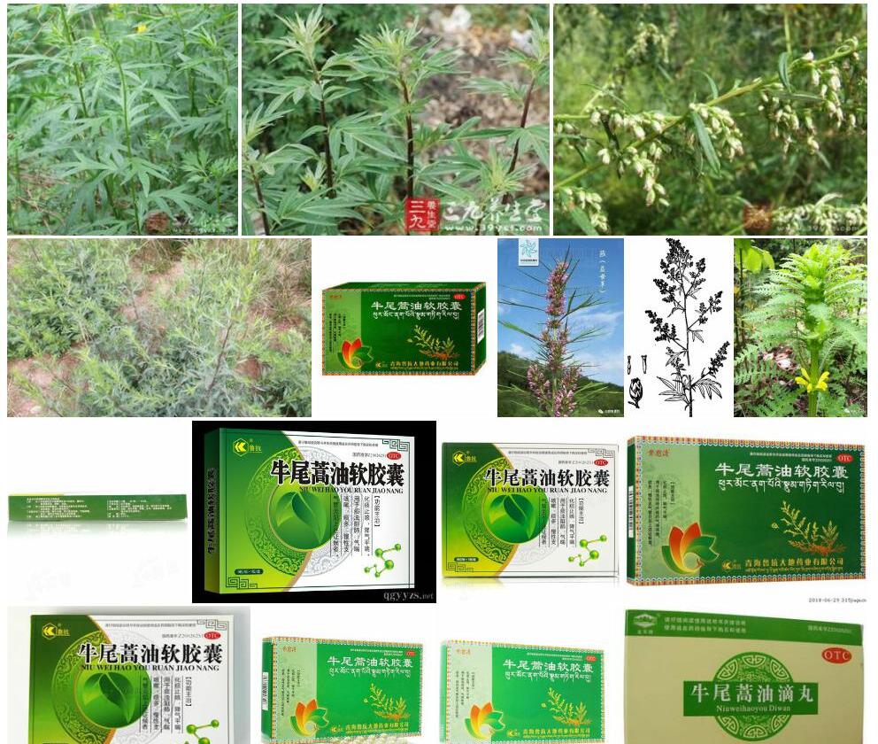 牛尾蒿照片和图片/
