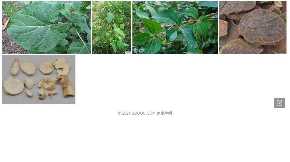 牛皮消蓼照片和图片/