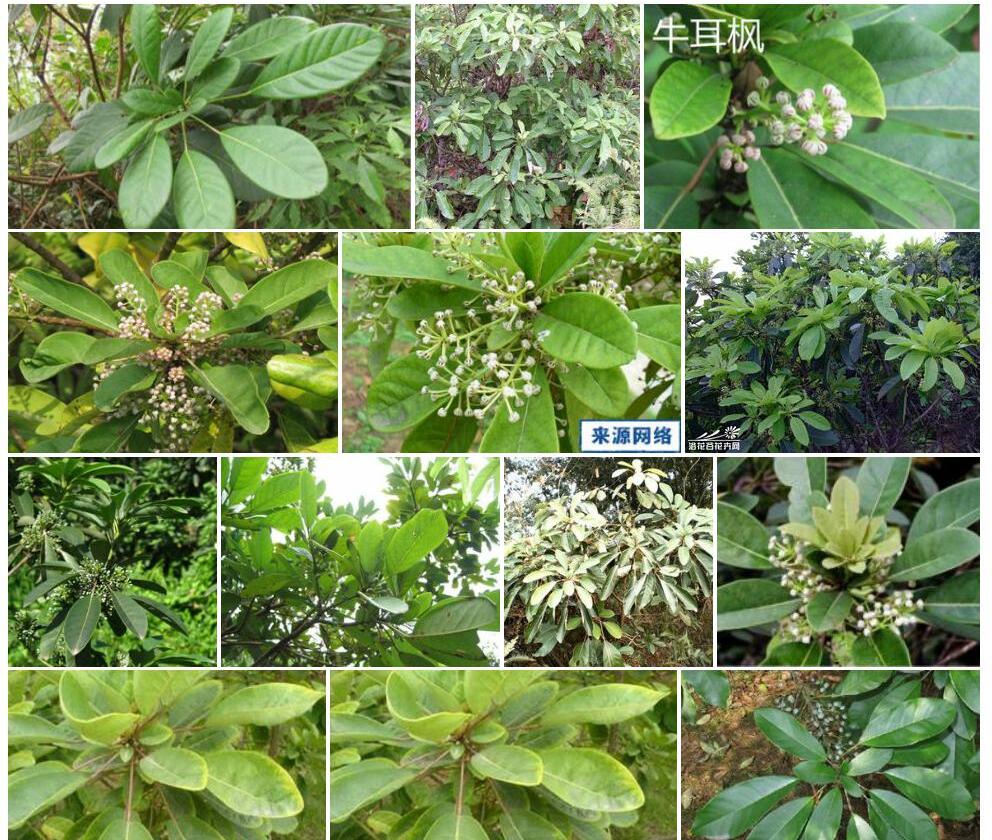 牛耳枫照片和图片/