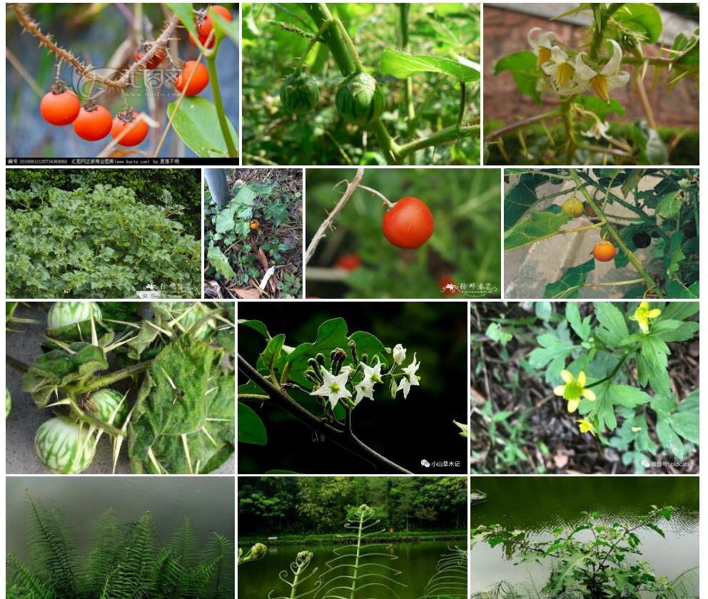 牛茄子照片和图片/