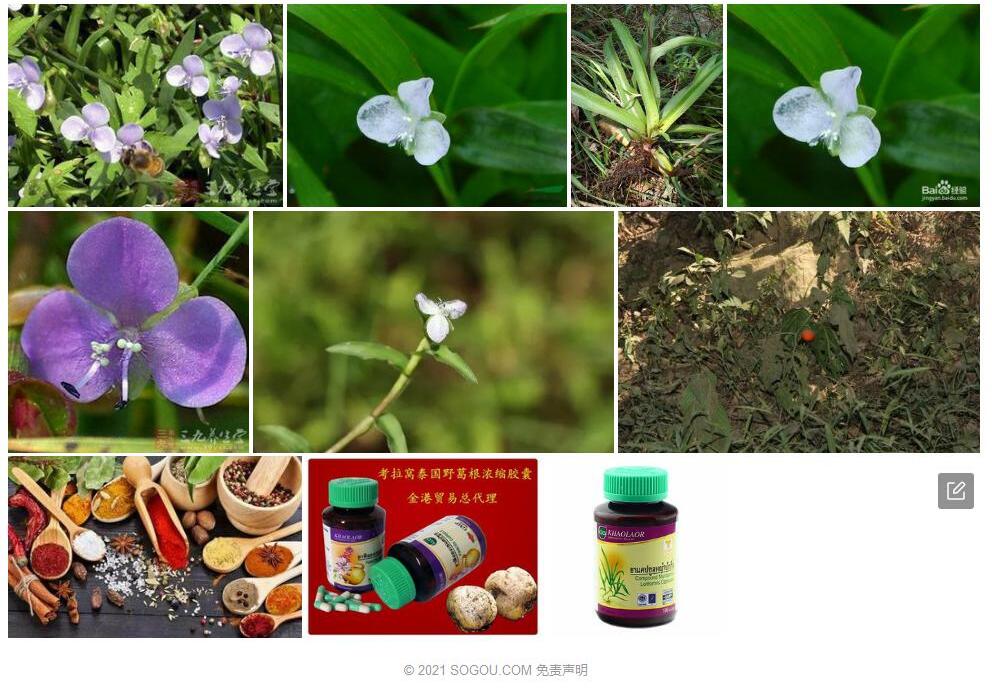 牛轭草照片和图片/