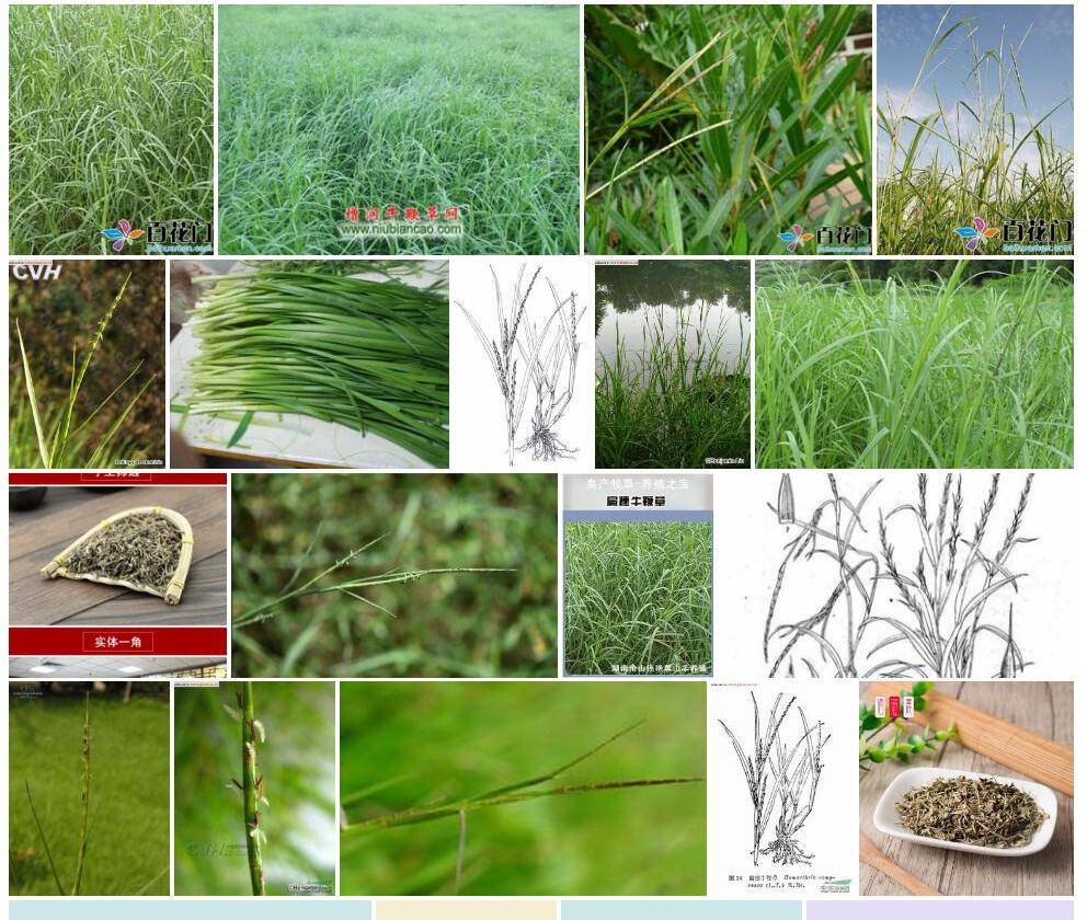 牛鞭草照片和图片/