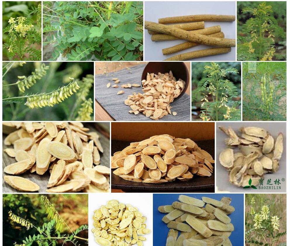 牧场黄耆照片和图片/