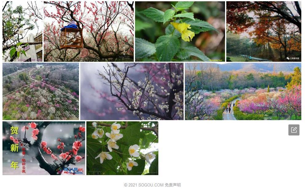 牯岭山梅花照片和图片/
