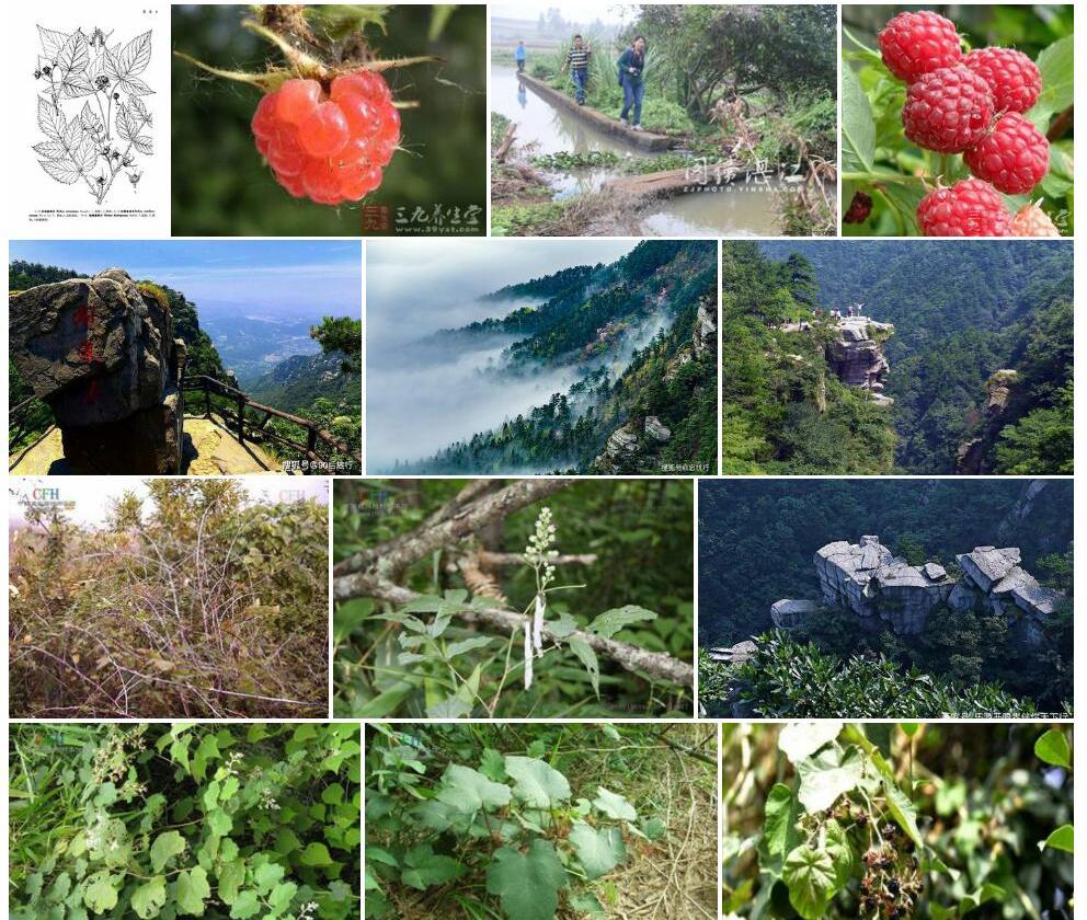 牯岭悬钩子照片和图片/
