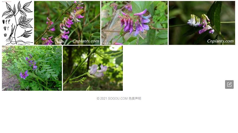 牯岭野豌豆照片和图片/