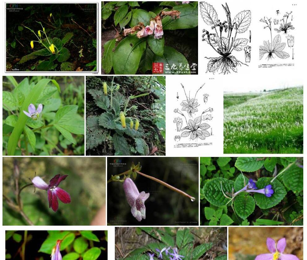 狐毛直瓣苣苔照片和图片/