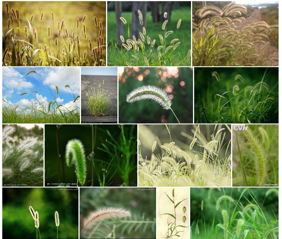 狗尾草照片和图片/