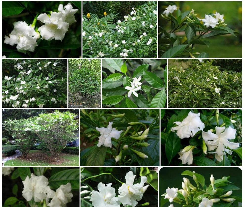 狗牙花照片和图片/