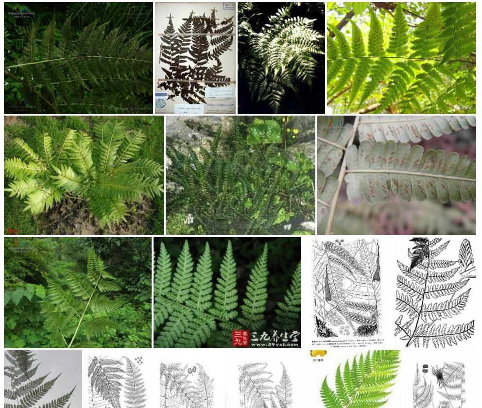 独山短肠蕨照片和图片/