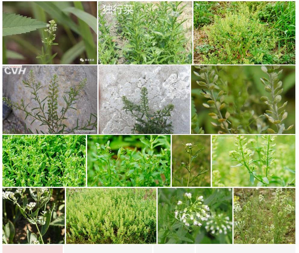 独行菜照片和图片/