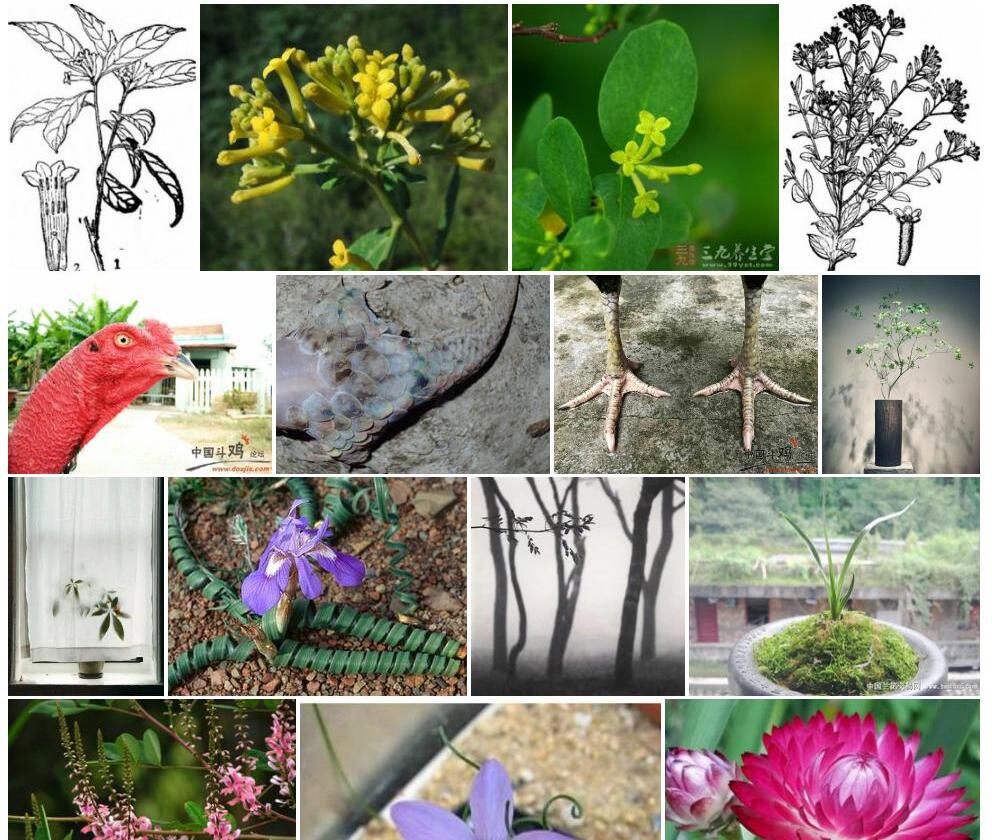 独鳞荛花照片和图片/