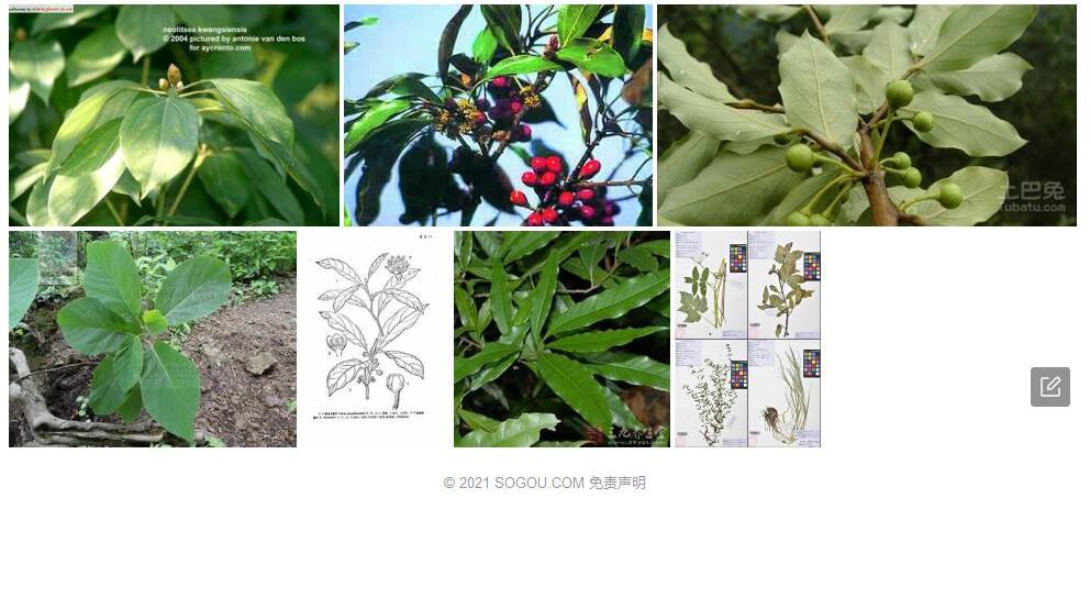 独龙木姜子照片和图片/
