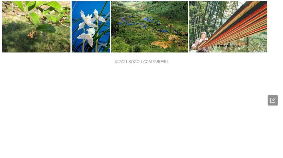 独龙柃照片和图片/