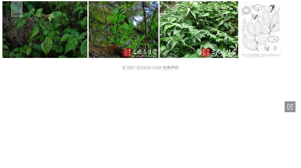 独龙楼梯草照片和图片/