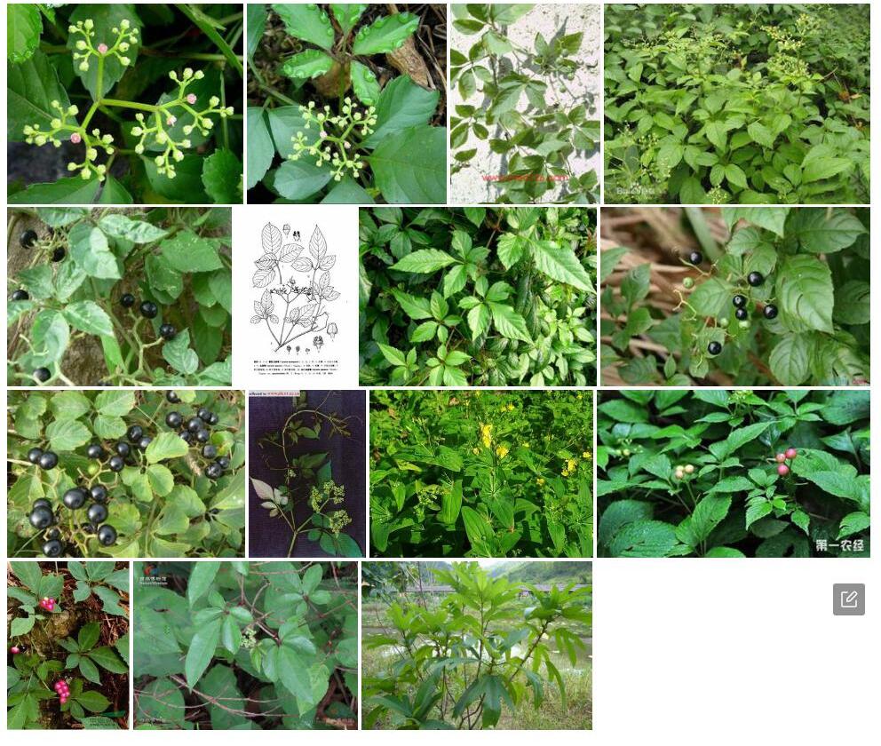狭叶乌蔹莓照片和图片/