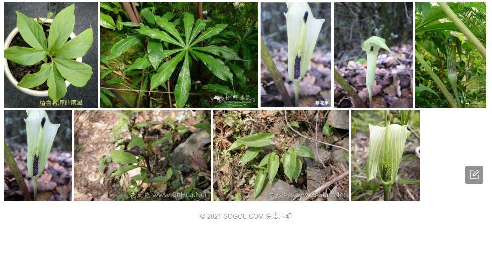 狭叶南星照片和图片/