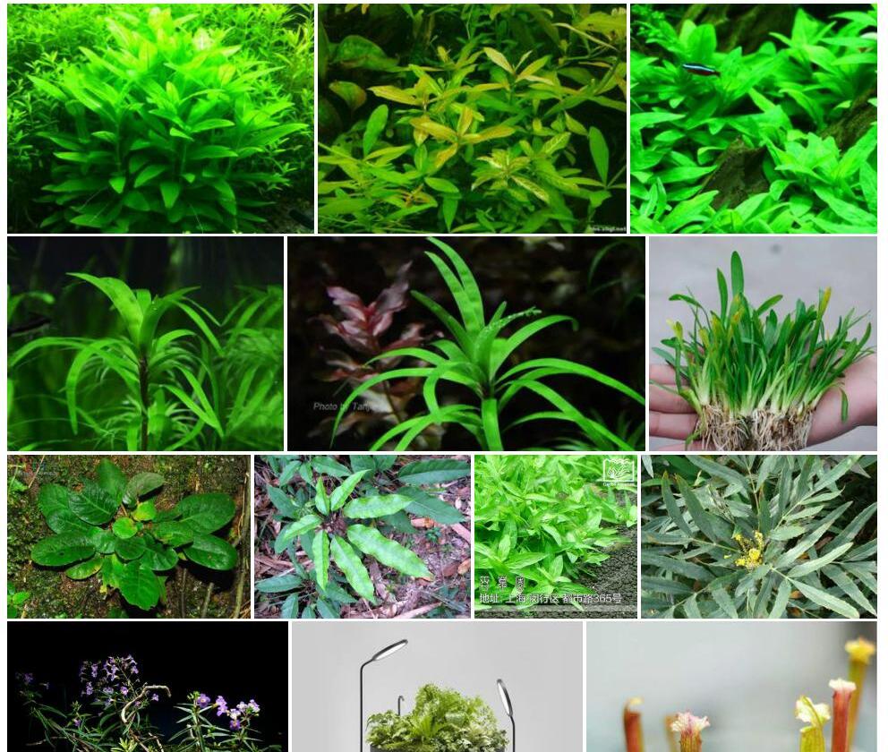 狭叶叉柱花照片和图片/