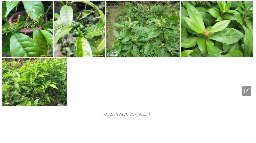 狭叶土沉香照片和图片/