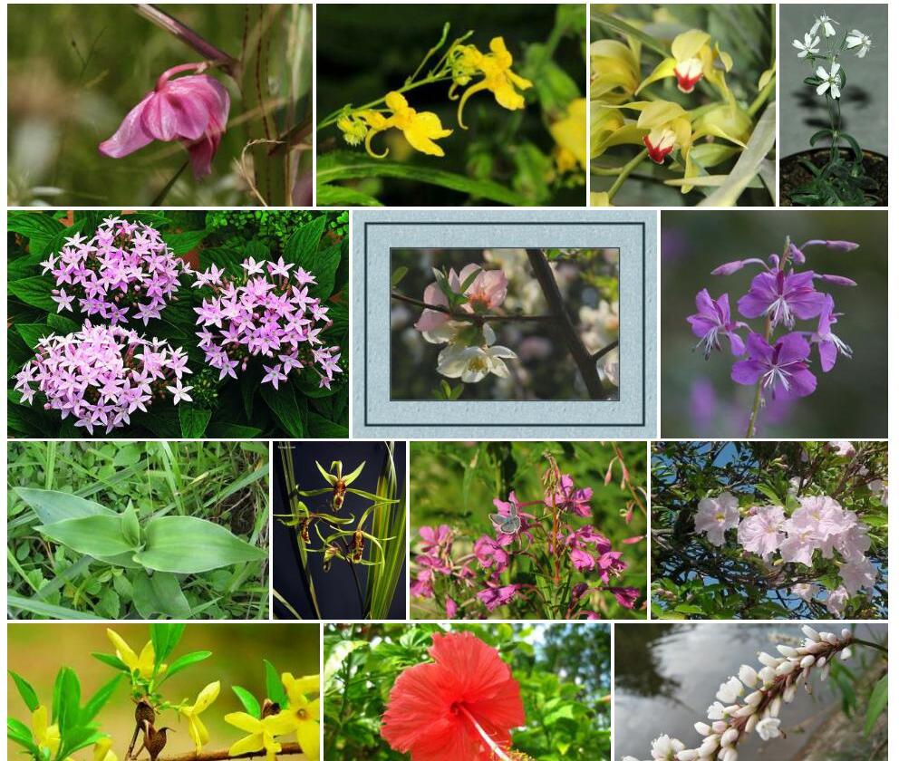 狭叶小雀花照片和图片/
