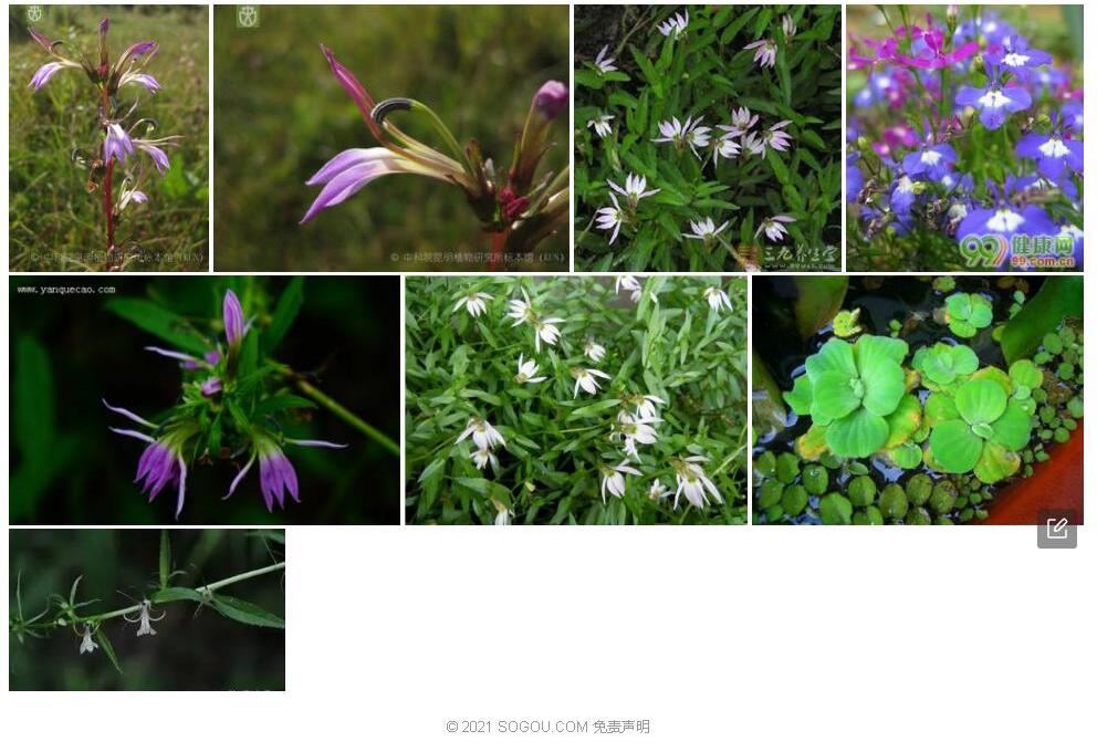 狭叶山梗菜照片和图片/