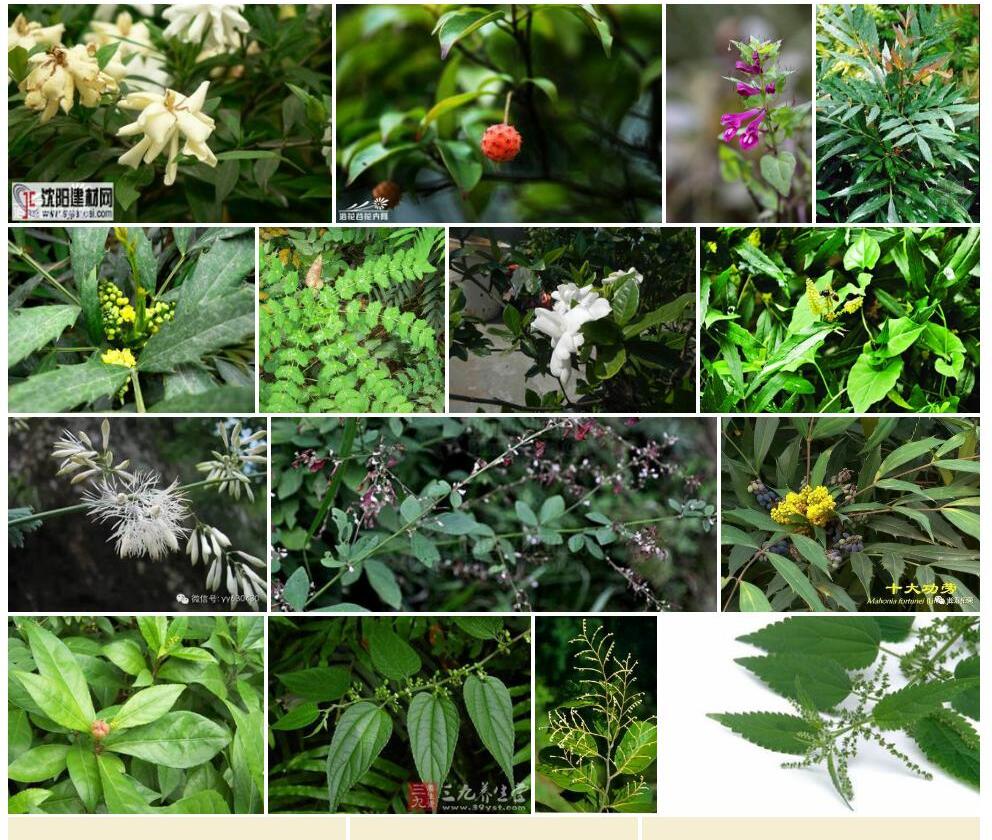 狭叶山罗花照片和图片/