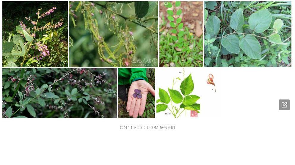 狭叶山蚂蝗照片和图片/