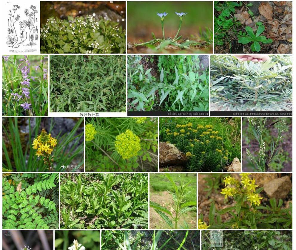 狭叶弯蕊芥照片和图片/