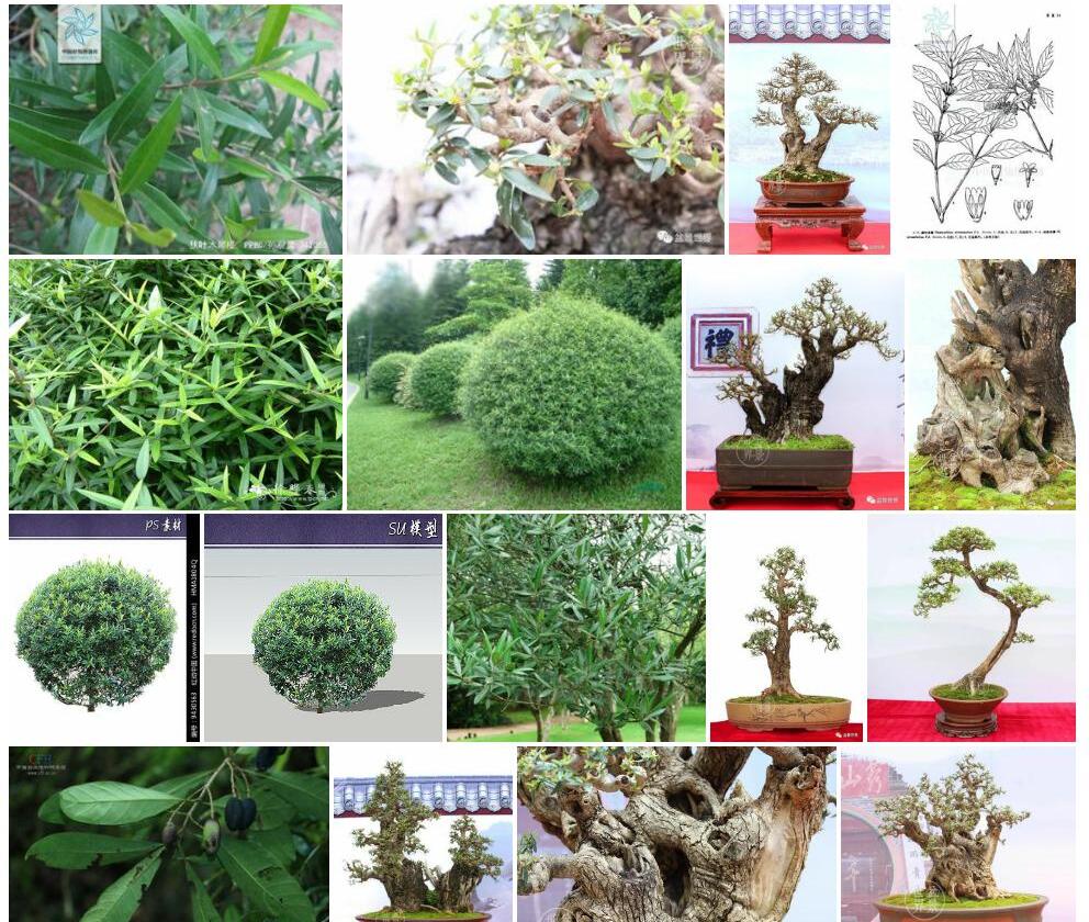 狭叶木犀榄照片和图片/