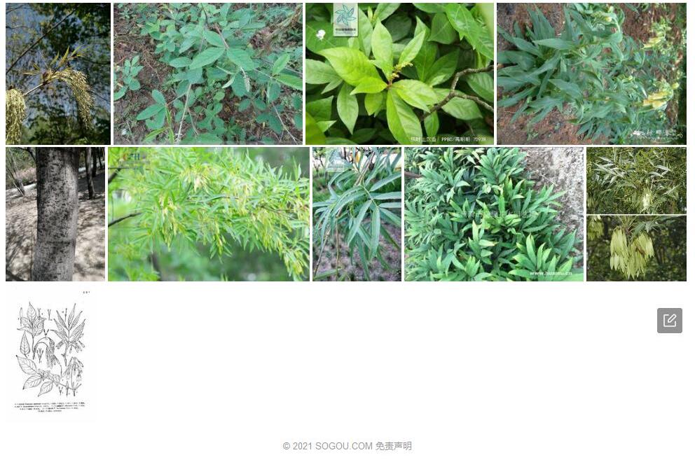 狭叶梣照片和图片/