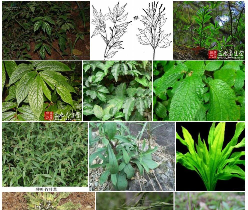 狭叶楼梯草照片和图片/