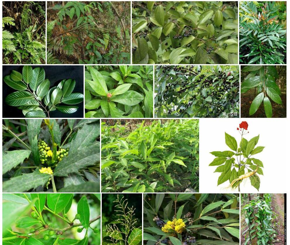 狭叶瘤果茶照片和图片/