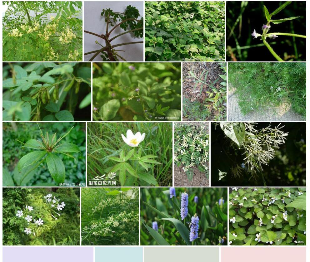 狭叶白花野大豆照片和图片/