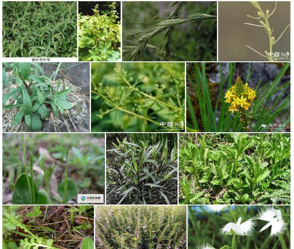 狭叶砧草照片和图片/