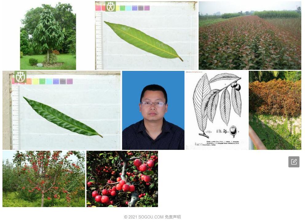 狭叶红光树照片和图片/