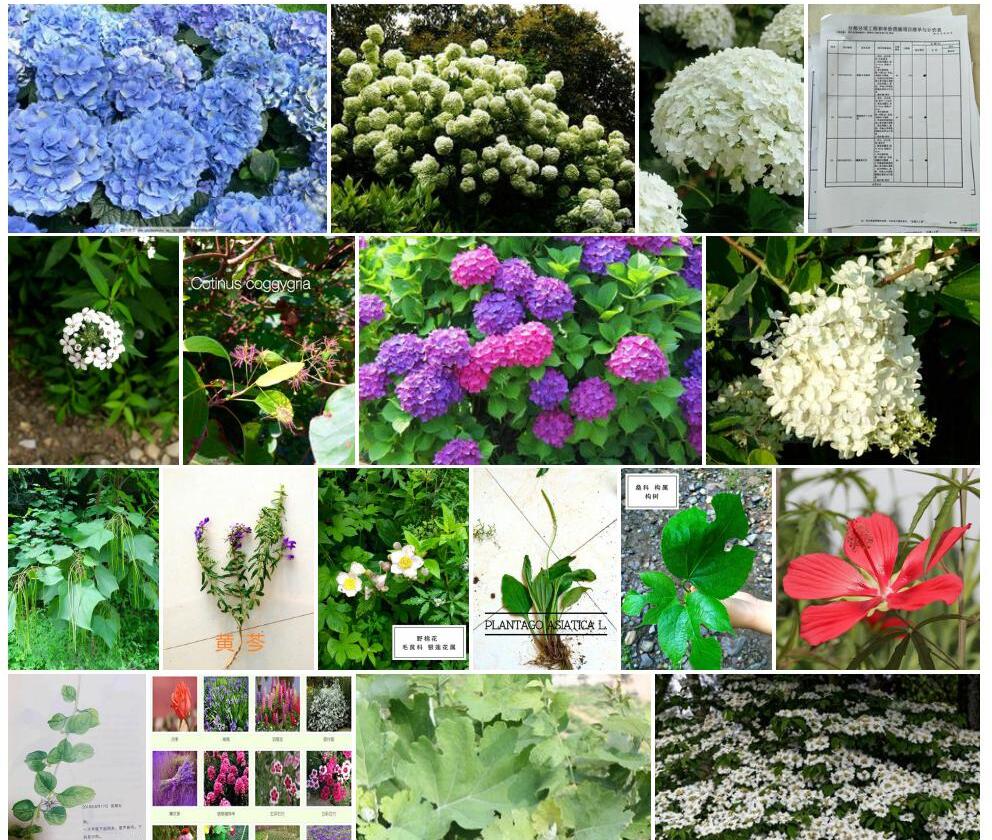 狭叶绣球照片和图片/