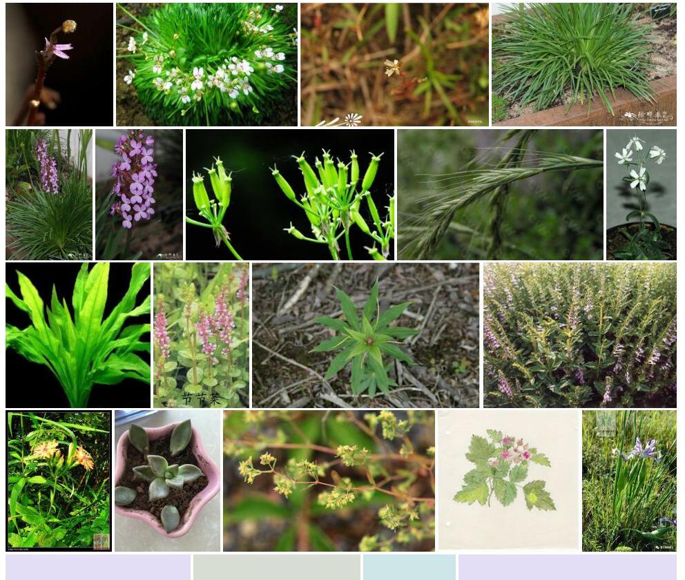 狭叶花柱草照片和图片/
