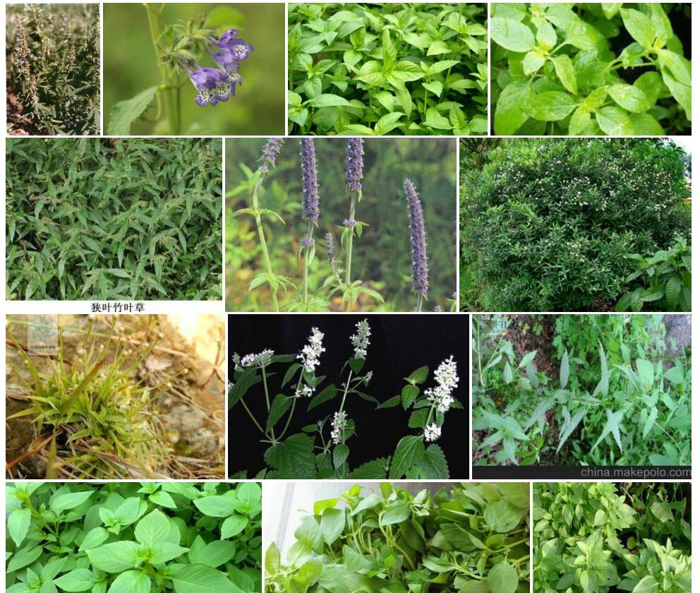 狭叶荆芥照片和图片/
