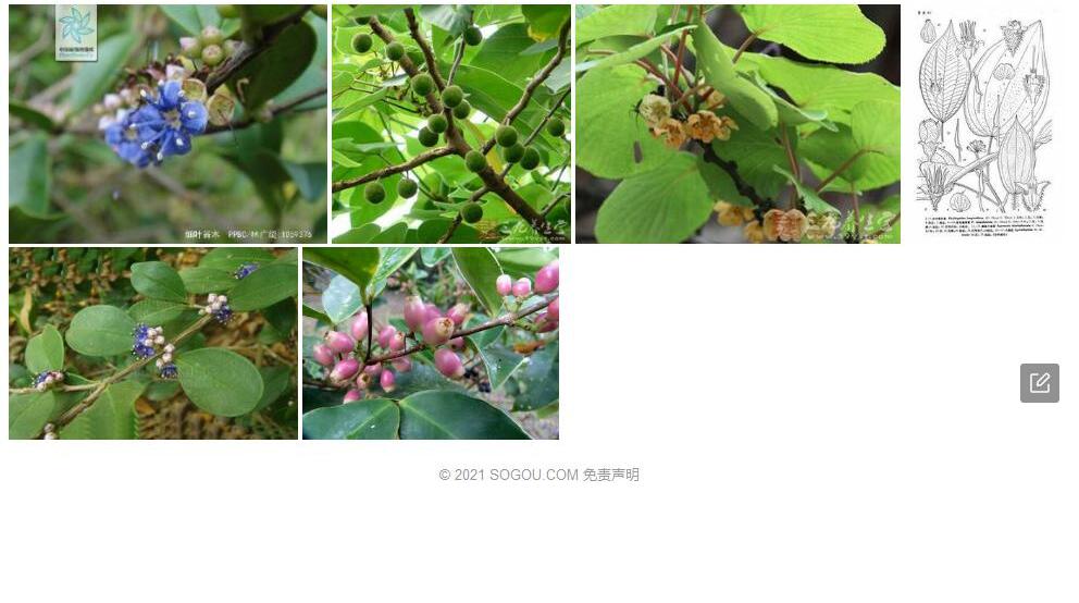 狭叶谷木照片和图片/