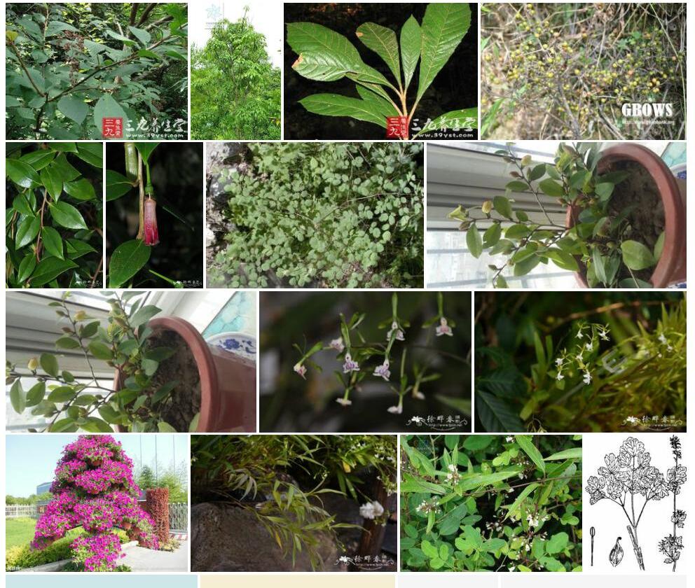 狭序泡花树照片和图片/