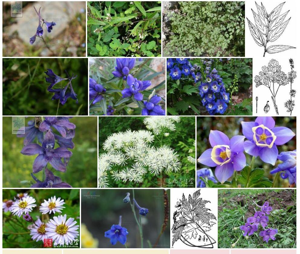 狭序翠雀花照片和图片/