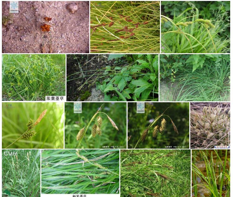狭果囊薹草照片和图片/