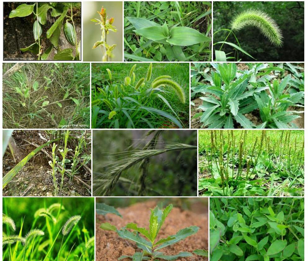 狭果师古草照片和图片/