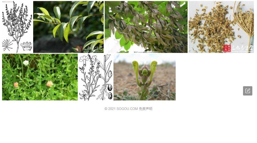 狭果鹤虱照片和图片/