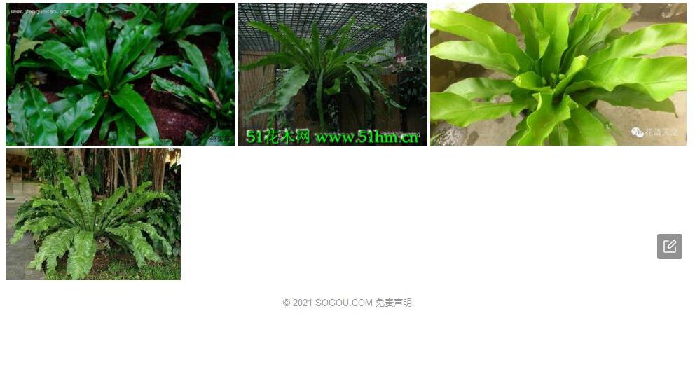 狭翅巢蕨照片和图片/