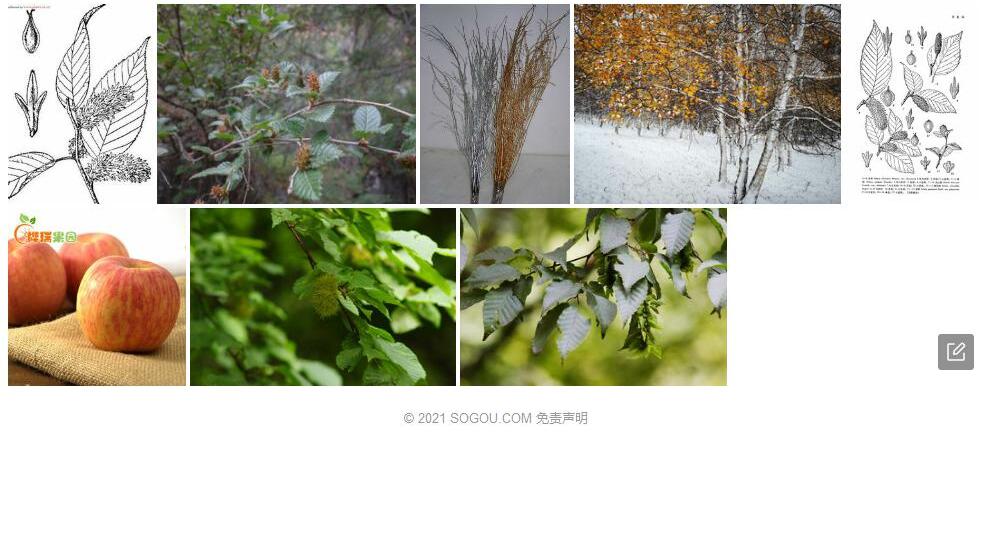 狭翅桦照片和图片/