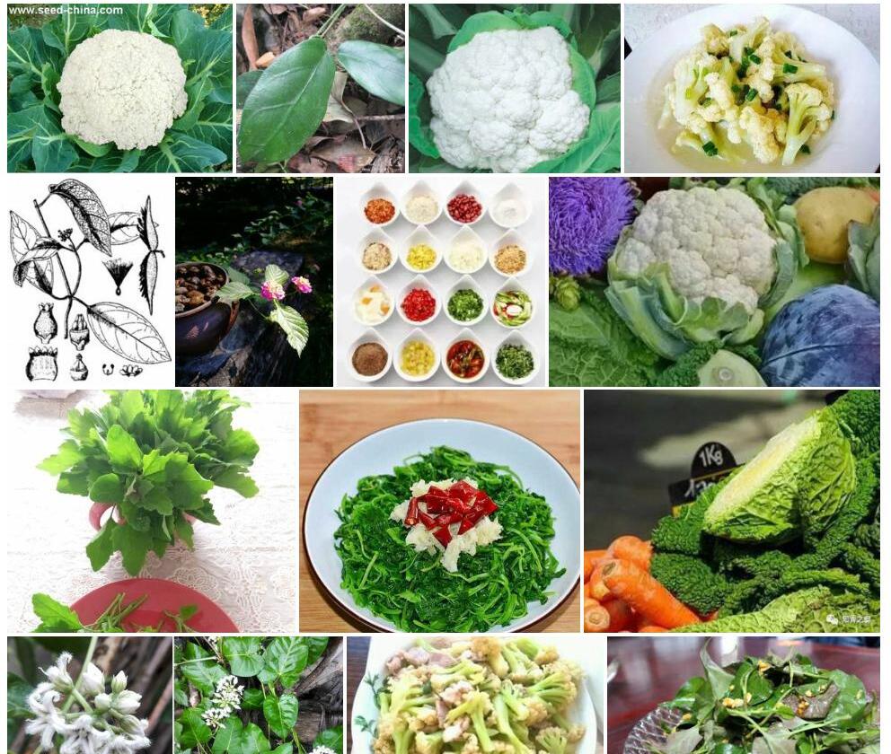 狭花牛奶菜照片和图片/