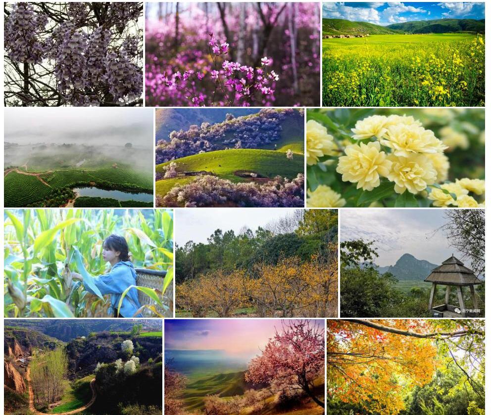 狭苞巍山香科科照片和图片/