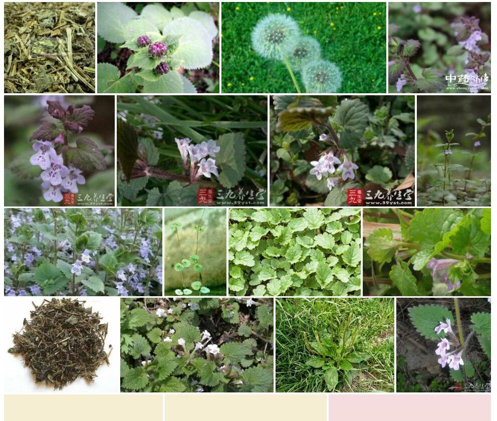 狭萼白透骨消照片和图片/