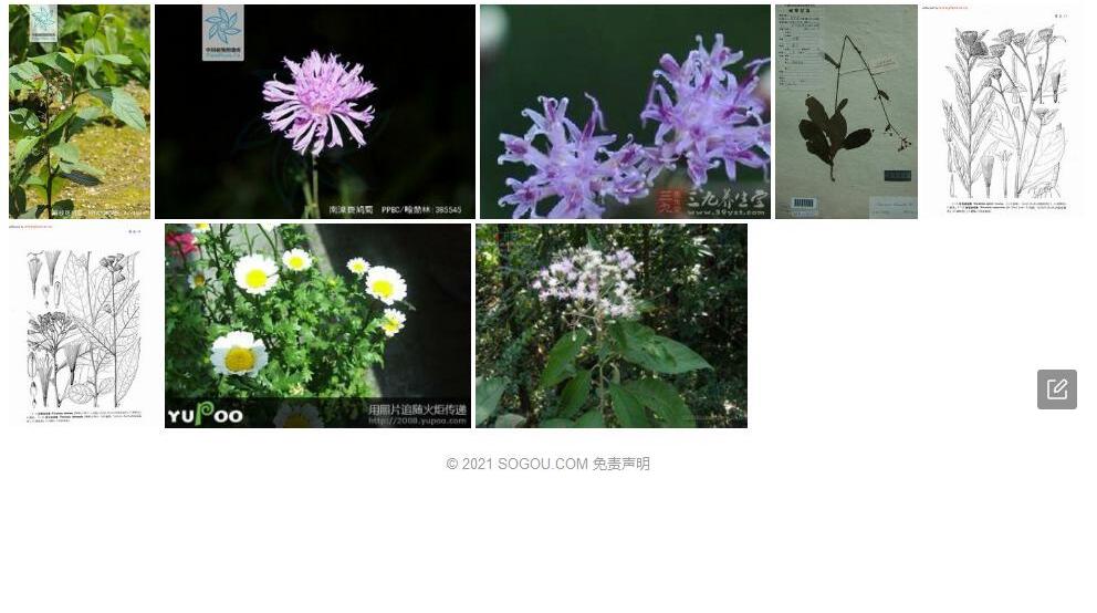狭长斑鸠菊照片和图片/